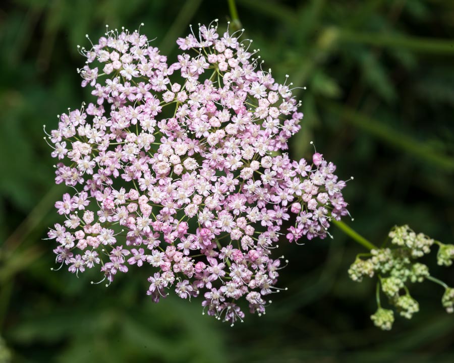 Pimpinella major / Pimpinella maggiore